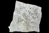 Plate Of Silurian Fossil Algae (Leveillites) - Estonia #102655-1